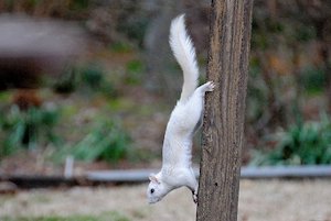 White Squirrel