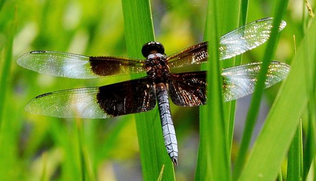 Widow skimmer (Terry W. Johnson)