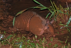 Amadillo wallowing in mud