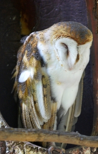 Barn owl