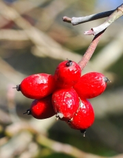 dogwood berries