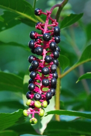 Pokeberries