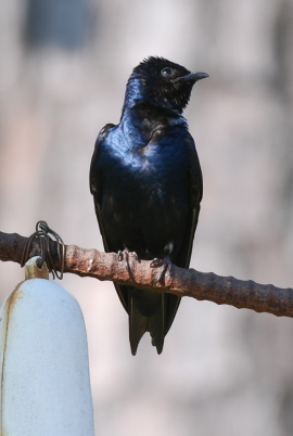 Purple martin. Terry W. Johnson