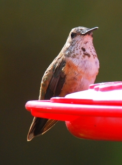 Rufous hummingbird