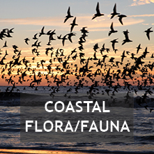 Coastal Flora/Fauna